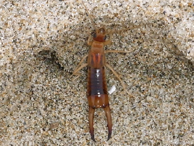 海浜性昆虫を求めて砂浜へ 昼休みの虫撮り