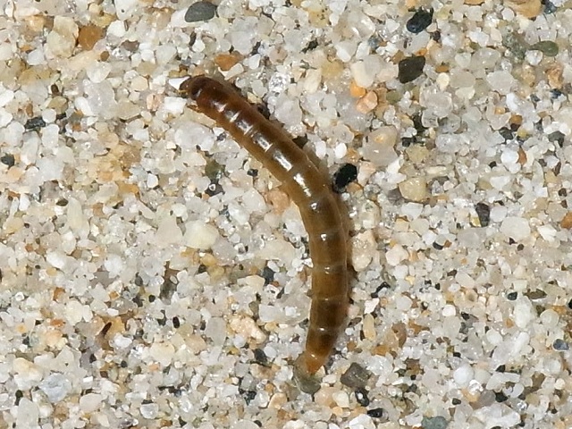 海浜性昆虫を求めて砂浜へ 昼休みの虫撮り